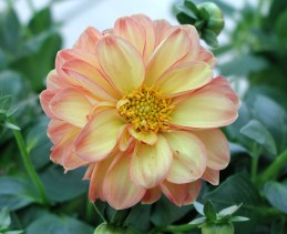 Dahlia blossom