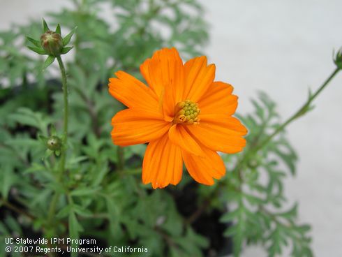 Orange blossom and unopened flower of Cosmos, <I>Cosmos bipinnatus</I>.  