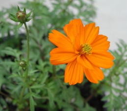 Orange blossom of Cosmos