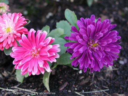 Flowers of China aster, <I>Callistephus chinensis</I>.  