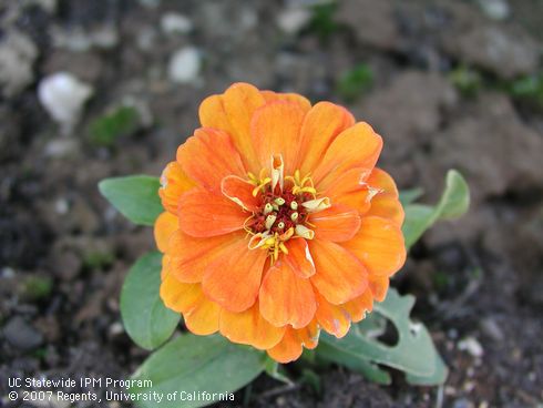 Orange flower of Zinnia, <I>Zinnia</I> sp.  