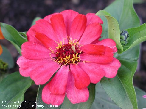 Pink flower of Zinnia, <I>Zinnia</I> sp.  