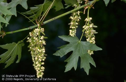 Full bloom of big leaf maple.