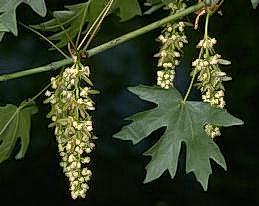 Maple leaf and flowers