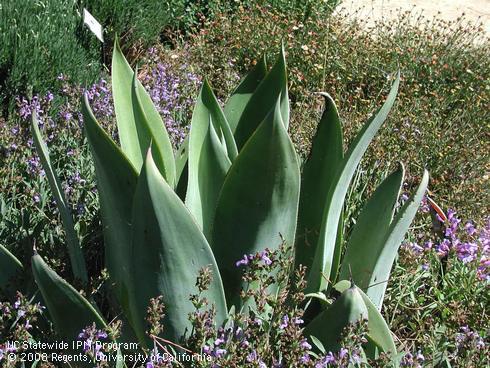 Foliage of pale agave, <I>Agave polyacantha</I>.