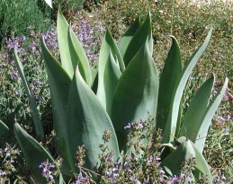 Foliage of Agave