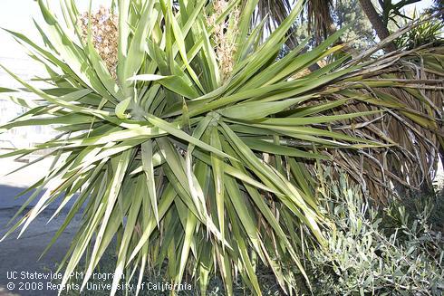 Leaves of cabbage tree, <I>Cordyline australis.</I>.