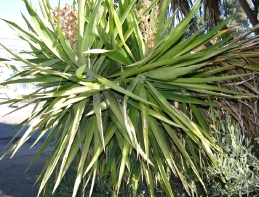 Leaves of Cordyline