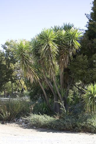 Cabbage tree, <I>Cordyline australis.</I>.