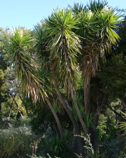 Cabbage tree, Cordyline spp.