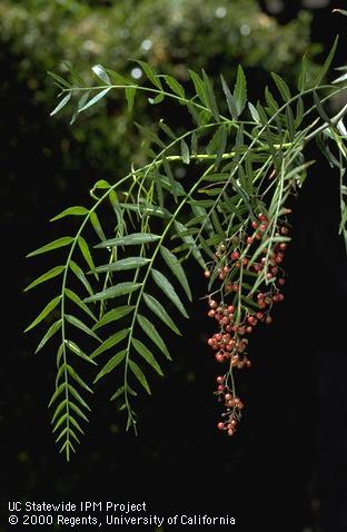 California or Peruvian pepper tree foliage and fruit.