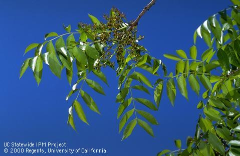 Chinese pistache leaves and fruit.