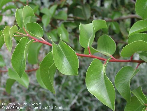 Foliage of sugar bush, <I>Rhus ovata</I>.