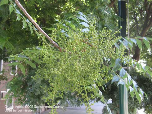 Fruit and foliage of Chinese pistache, <i>Pistacia chinensis.</i>.