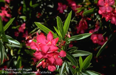 Oleander flowers and foliage.