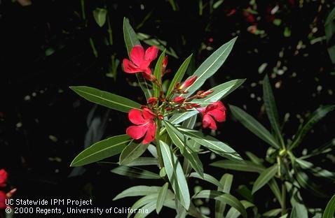 Oleander flowers and foliage.