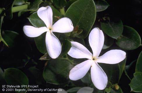 Blossoms of Natal plum, <I>Carissa macrocarpa.</I>.