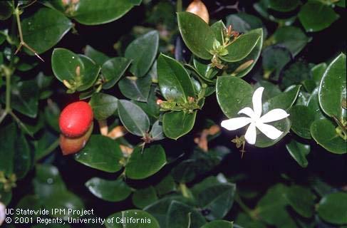 Flowers, foliage, and mature fruit of natal plum, <I>Carissa macrocarpa.</I>.