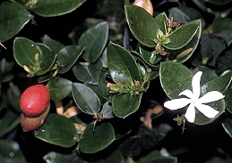 flowers, fruit, and foliage