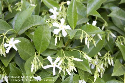 Flowers and foliage of star jasmine, <i>Trachelospermum jasminoides.</i>.