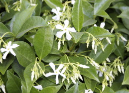 Flowers and foliage of star jasmine