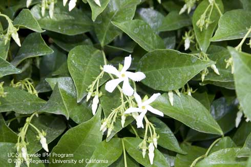 Flowers and foliage of star jasmine, <i>Trachelospermum jasminoides.</i>.