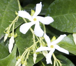 Pinwheel-shaped flowers