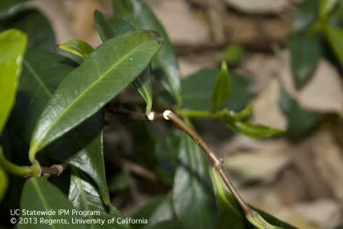 Milky sap exuding from cut stems of star jasmine, <i>Trachelospermum jasminoides.</i>.