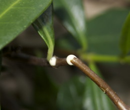 Milky sap exuding from cut stem of star jasmine