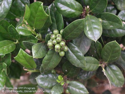 New berries of dwarf burford holly, <I>Ilex cornuta</I> 'Burfordii Nana'.