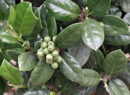 Foliage and fruit 