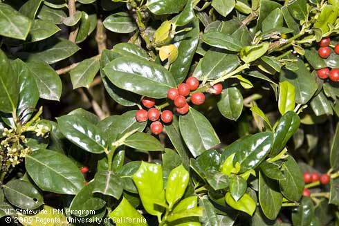 Red berries and spring growth of dwarf burford holly, <I>Ilex cornuta</I> 'Burfordii Nana'.