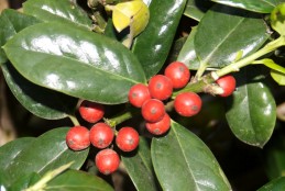 Red berries and foliage