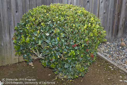 Dwarf burford holly, <I>Ilex cornuta</I> 'Burfordii Nana'.