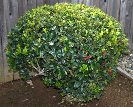 Dwarf burford holly