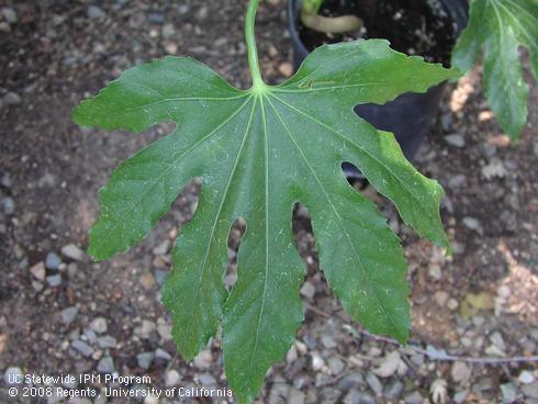 Foliage of Japanese Aralia, <I>Fatsia japonica</I>.