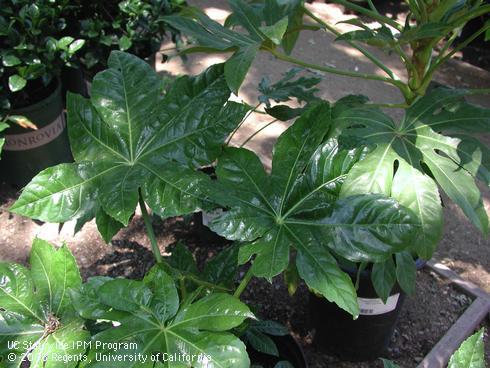 Foliage of Japanese Aralia, <I>Fatsia japonica</I>.