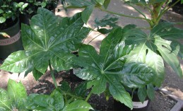 Foliage of Japanese aralia