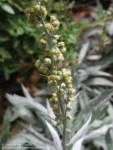 Flower and foliage of silver surfer mugwort, <I>Artemisia douglasiana</I> 'Silver Surfer'.