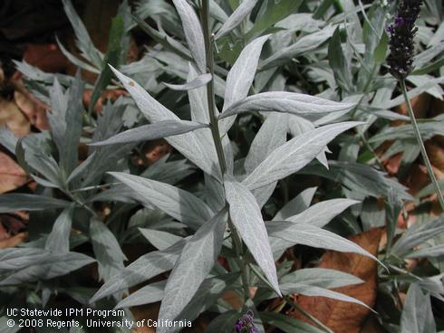 Foliage of silver surfer mugwort, <I>Artemisia douglasiana</I> 'Silver Surfer'.