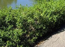 Baccharis shrub