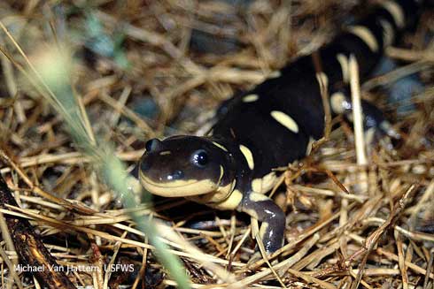 California tiger salamander, <i>Ambystoma californiense</i>.