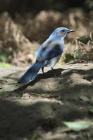 Adult scrub jay, Aphelocoma coerulescens.