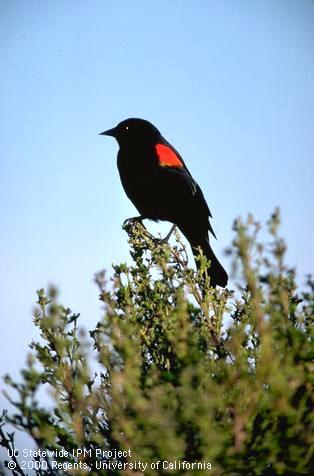 Adult red-winged blackbird.