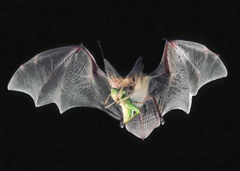 Pallid bat, <I>Antrozous pallidus,</I> in flight with grasshopper.