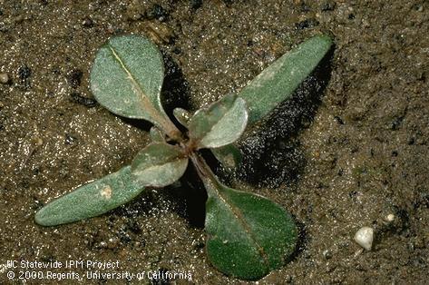 Seedling of tumble pigweed, <I>Amaranthus albus</I><TT>.</TT>.