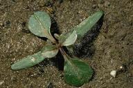 Seedling 
				of tumble pigweed, Amaranthus albus.