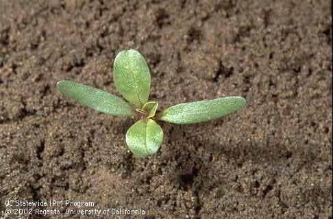 Seedling of prostrate pigweed, <I>Amaranthus blitoides,</I> at the two-leaf stage. 