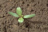 Seedling of 
				prostrate pigweed, Amaranthus blitoides, at the two-leaf stage.