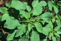 Palmer amaranth